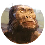 Australopithecus