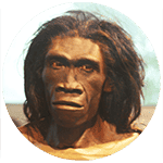 Homo erectus 