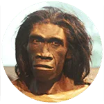 Homo erectus 