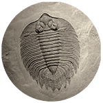Fossil