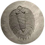 Fossil