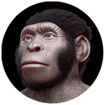 Homo naledi