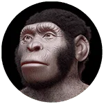 Homo naledi