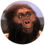 Paranthropus