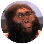 Paranthropus