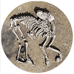 Zooarchaeology