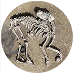 Zooarchaeology