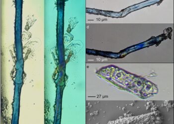 Ancient blue: 34,000-year-old traces of indigo found in Georgian cave