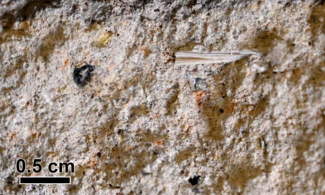 Amostras microscópicas de palha incorporadas na argamassa da barragem durante a construção levaram a uma conquista excepcional em termos de datação. Crédito: Dra. Johanna Regev / Unidade de Arqueologia Científica, Instituto Weizmann de Ciências