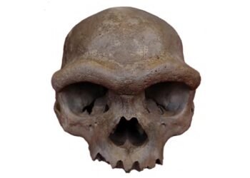 Ancient Jomon DNA reveals a lost East Asian lineage with the lowest Denisovan ancestry in the region