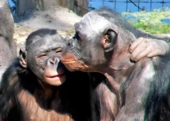 Kissing may be 21 million years old, new evolutionary study reveals