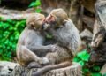 Kissing may be 21 million years old, new evolutionary study reveals