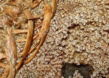 World’s largest ancient bead collection discovered in 5,000-year-old tomb in Spain