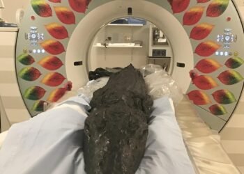 Secrets of deadly last meal of mummified croc revealed