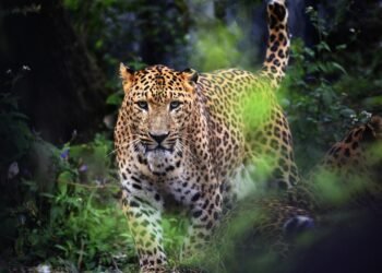 Homo habilis under threat: AI study reveals leopards hunted our ancient ancestors
