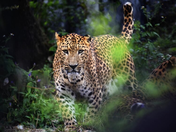 Homo habilis under threat: AI study reveals leopards hunted our ancient ancestors