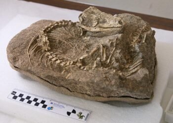 Discovery of 700,000-year-old lizard fossil in Tenerife