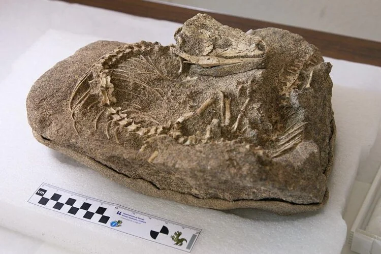 Discovery of 700,000-year-old lizard fossil in Tenerife