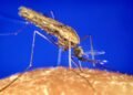 Malaria influenced early human migration and settlement in Africa long before farming, study finds