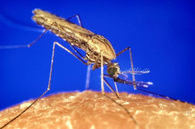 Malaria influenced early human migration and settlement in Africa long before farming, study finds