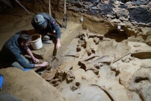 40,000-year-old mammoth bones discovered in wine cellar