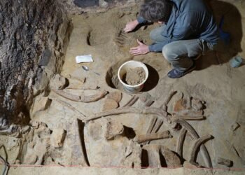 40,000-year-old mammoth bones discovered in wine cellar