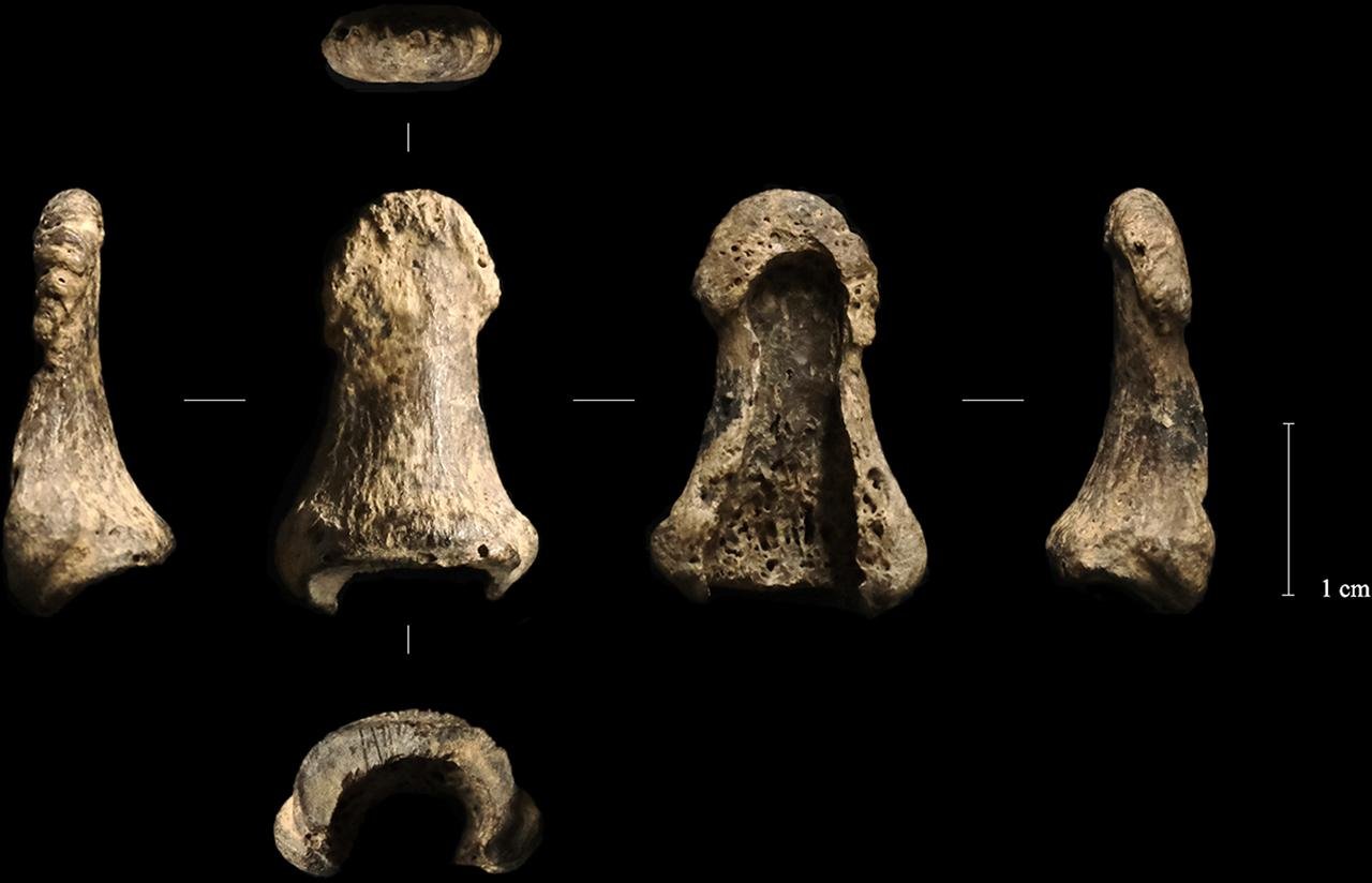 40,000-year-old mammoth tusk boomerang found in Poland may be the oldest in the world