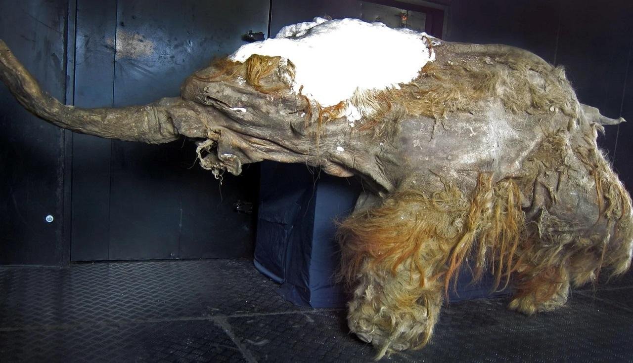 Mammoths and early human society