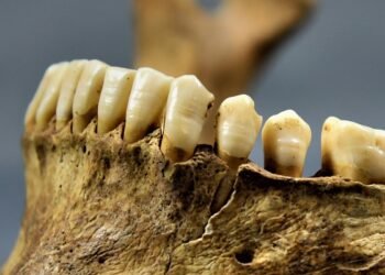 Medieval Bavarian teeth reveal about nutrition and migration