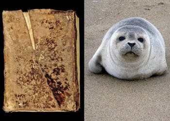 Medieval ‘hairy books’ were bound in sealskin, study finds