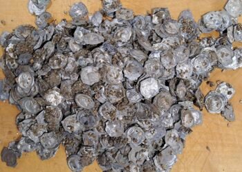 Enormous medieval coin hoard unearthed in Southwest Germany