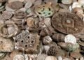 Massive medieval silver hoard of up to 20,000 coins and jewelry unearthed near Stockholm