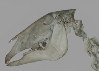 Oldest mule in western Europe found in an Iron Age Iberian burial site, revealing equid hybridization