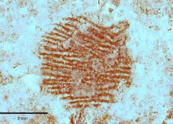 43,000-year-old Neanderthal fingerprint discovered on stone is the world's oldest