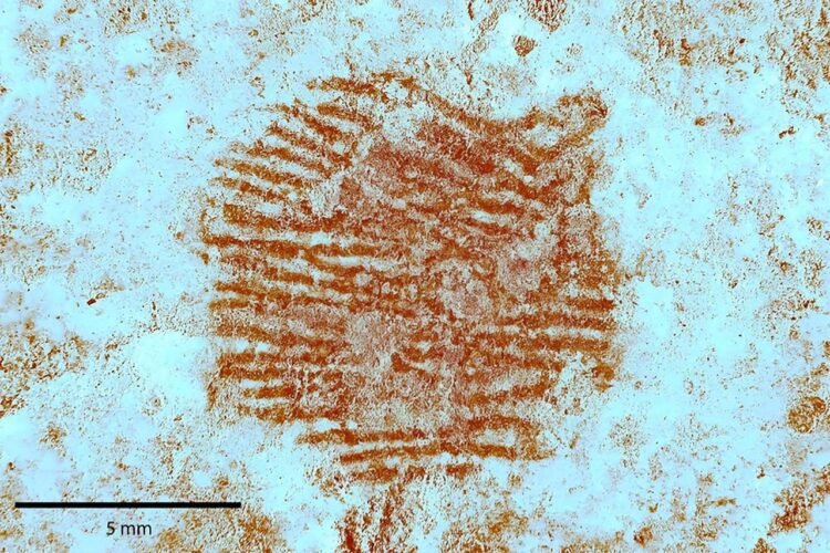 43,000-year-old Neanderthal fingerprint discovered on stone is the world's oldest
