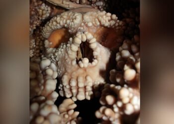 Hidden Neanderthal skull reveals unexpected details about ancient nasal anatomy and climate adaptation