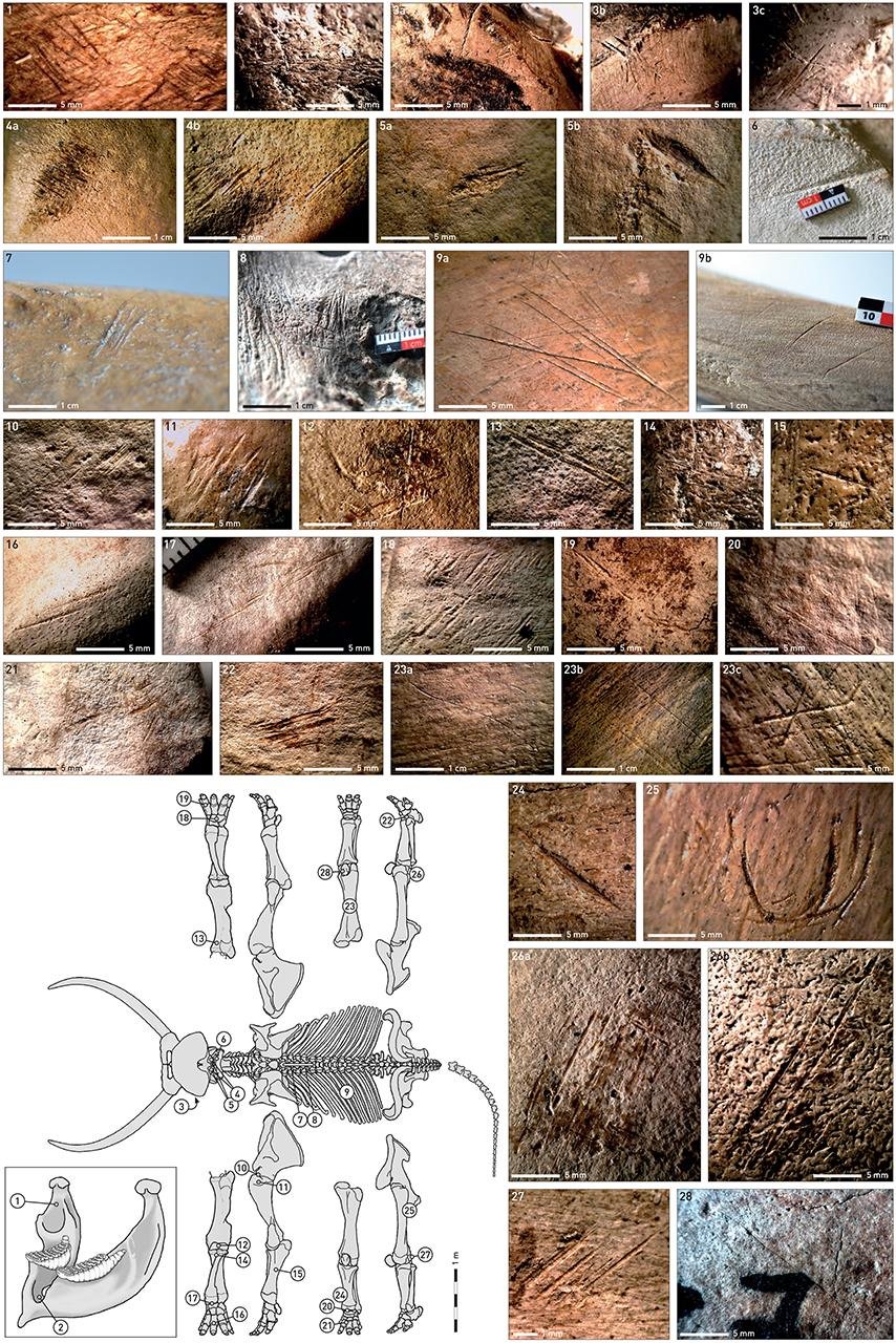 Neanderthals hunted and butchered straight-tusked elephants 125,000 years ago