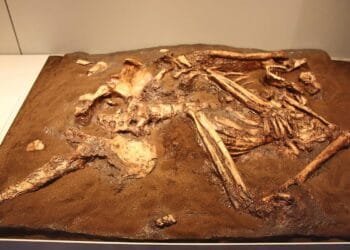 Neanderthals and early Homo sapiens had different burial practices, study suggests