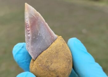 Neanderthals likely used glue to make tools 40,000 years ago