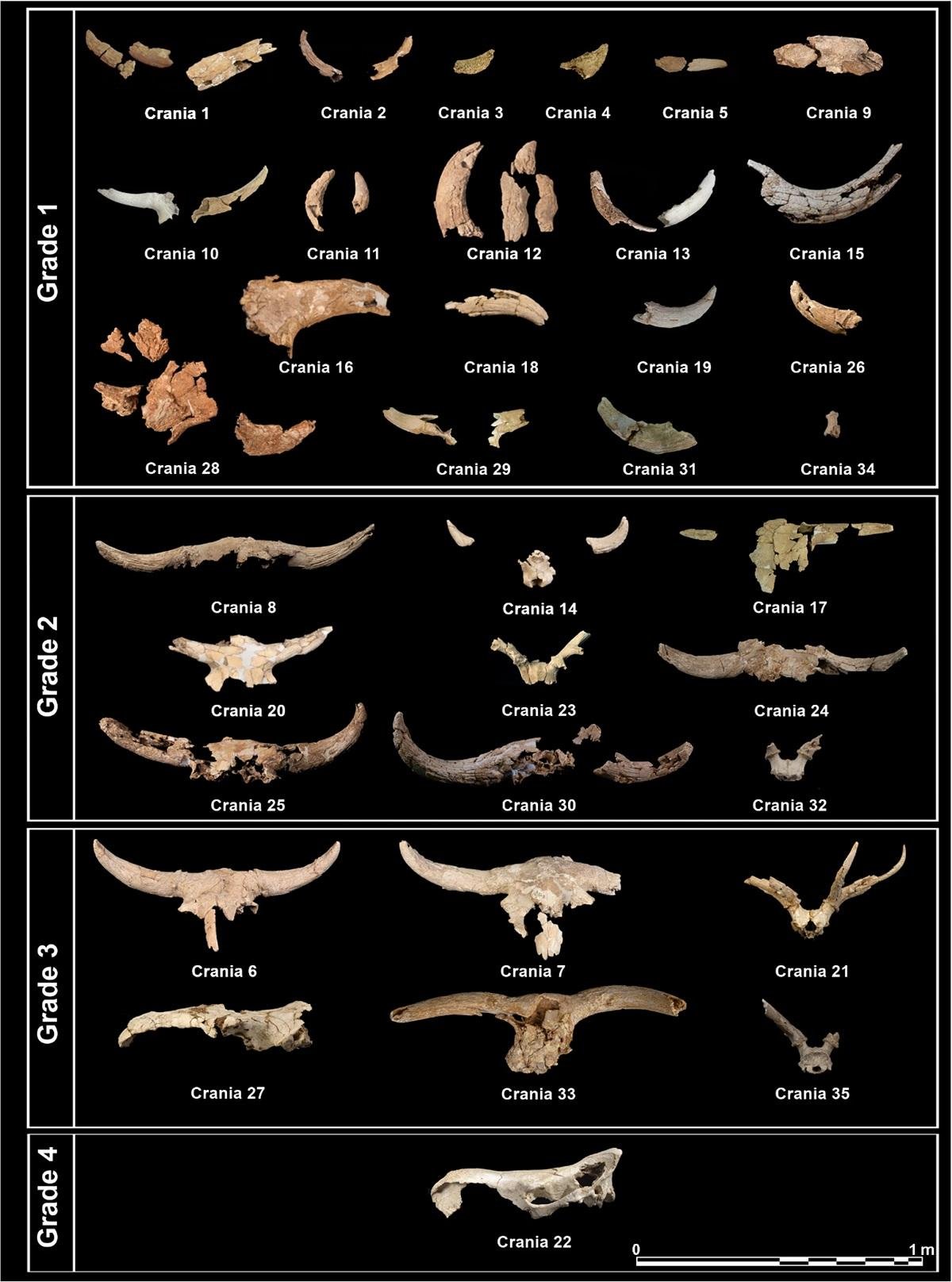 Neanderthals in Spain deliberately deposited animal skulls in cave, revealing symbolic behavior