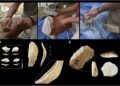 Neanderthals used rhinoceros teeth as tools for making stone implements, study finds