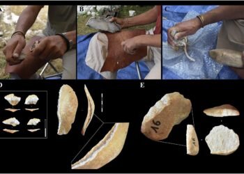 Neanderthals used rhinoceros teeth as tools for making stone implements, study finds