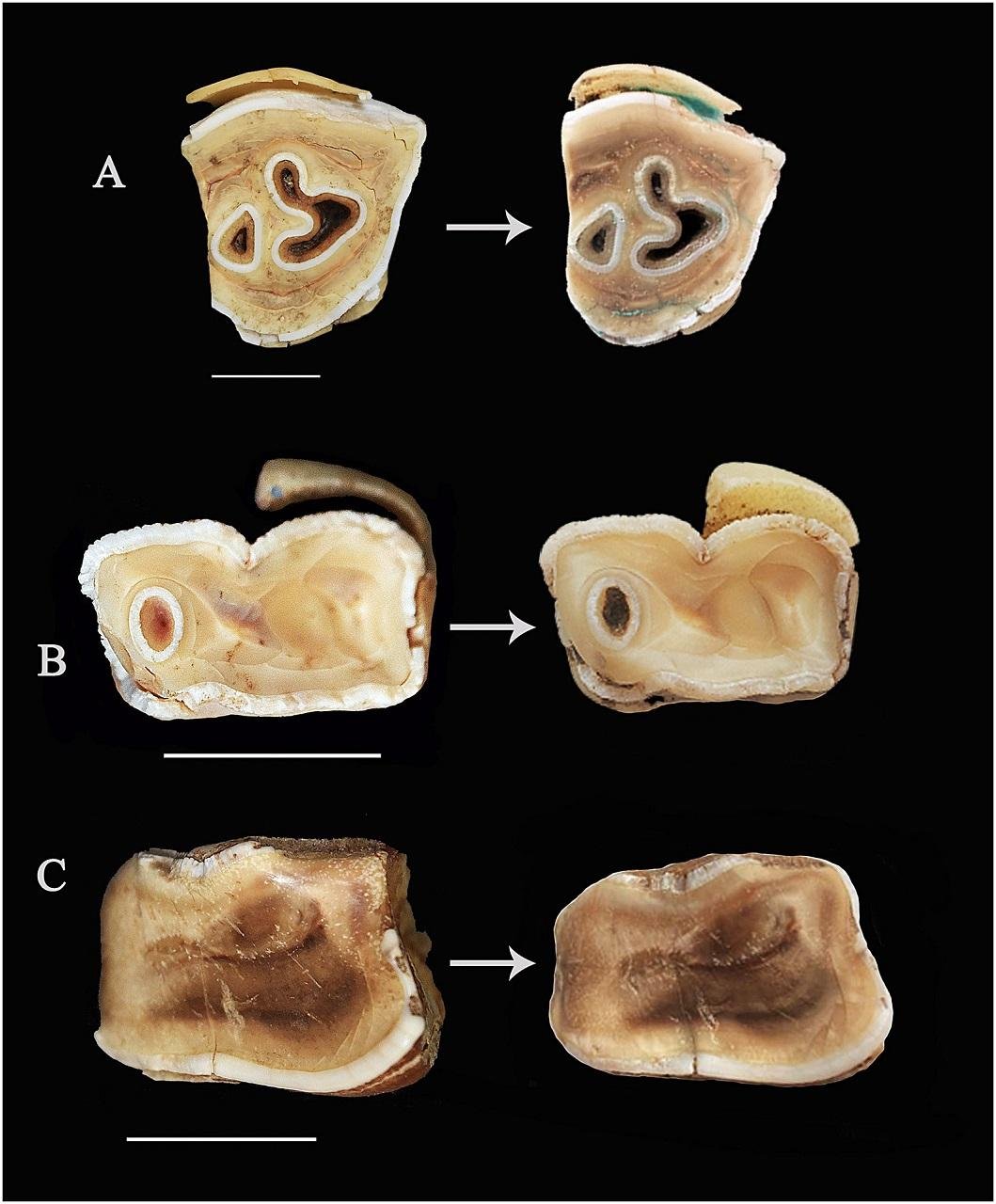 Neanderthals used rhinoceros teeth as tools for making stone implements, study finds