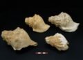 6,000-year-old Neolithic shell trumpets uncovered in Catalonia reveal powerful long-distance sound technology