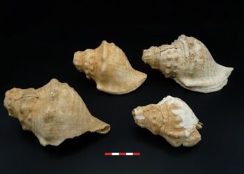 6,000-year-old Neolithic shell trumpets uncovered in Catalonia reveal powerful long-distance sound technology