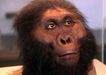 1.4-million-year-old jawbone reveals new human relative, rewriting evolutionary history