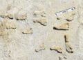 New study confirms ancient human footprints in New Mexico date back 23,000 years