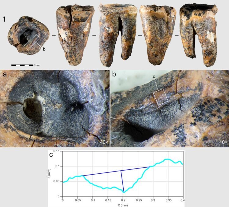 Oldest known dental treatment found in 59,000-year-old Neanderthal tooth from Siberia