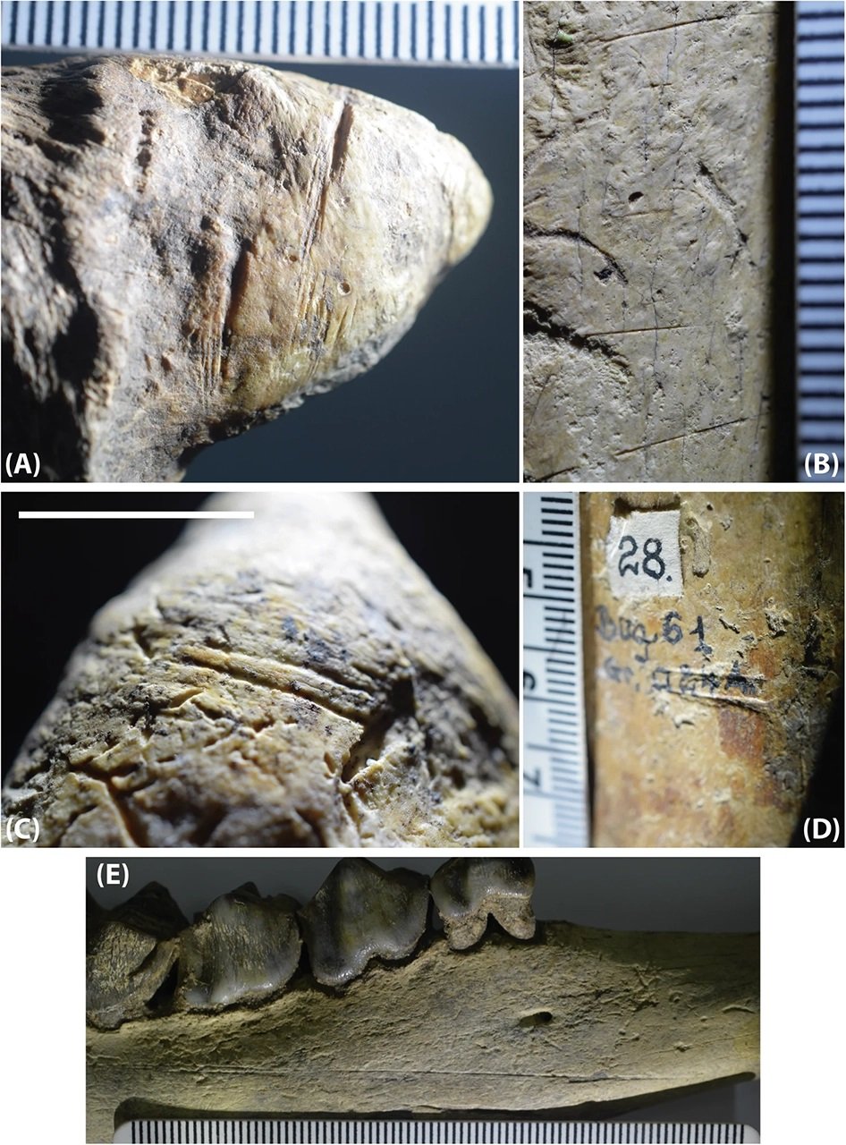 Oldest hominin evidence in Europe found in Romania, dating back 1.95 million years