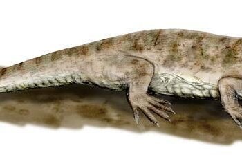 World’s oldest known fossilized reptile skin unearthed in Oklahoma Cave